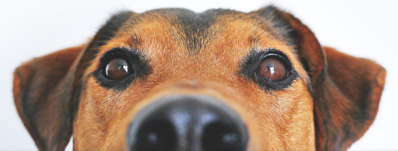 Hoe de leefstijl van honden ingrijpend veranderde
