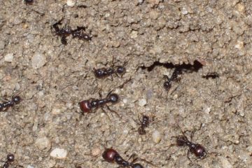 Messor barbarus01 2