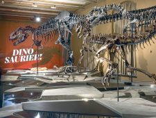Wereldnieuws: Vastgelijmd aan dinosaurus & Meer
