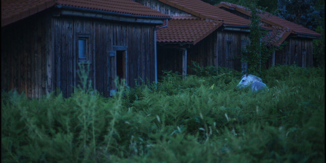 Janis Rafa eert dieren met een woordeloze ode