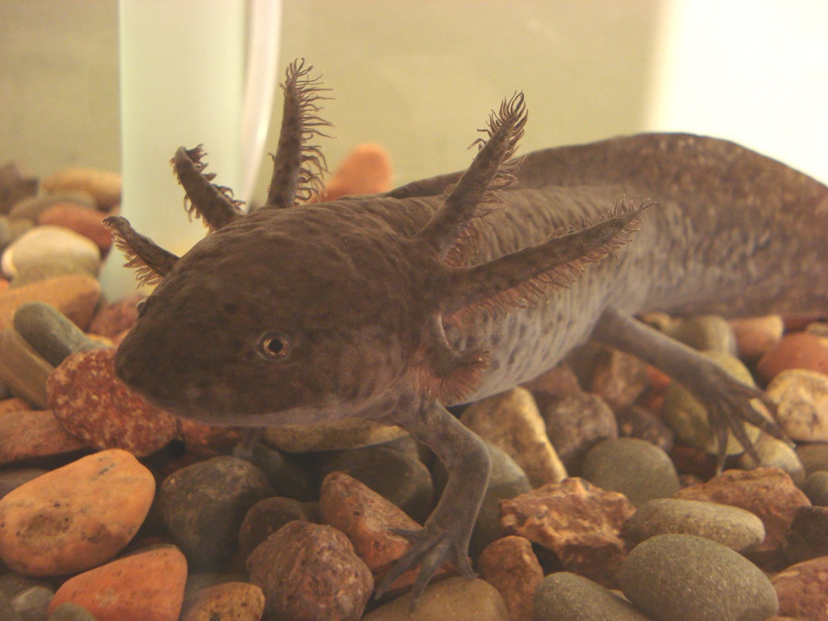 Reddingsplan voor de axolotl