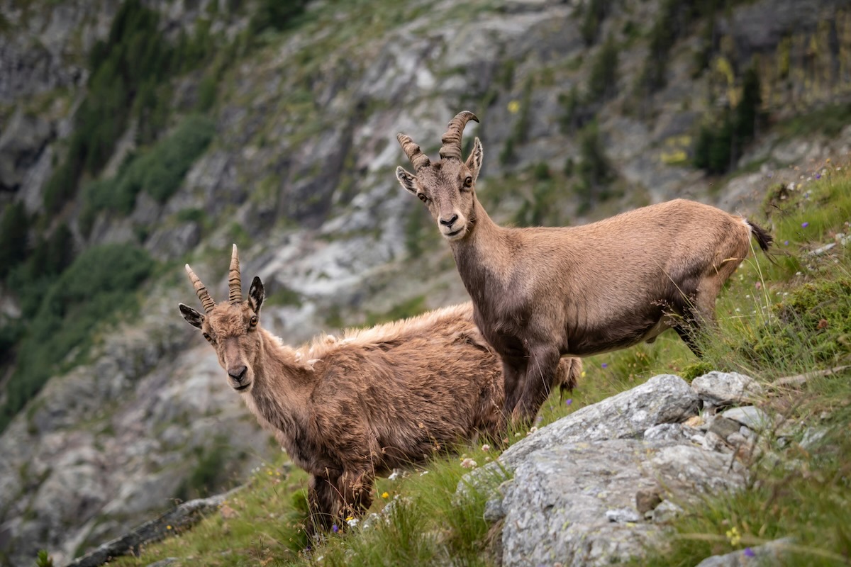 Er is iets raars met de alpensteenbok