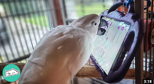 Ook papegaaien houden van gamen